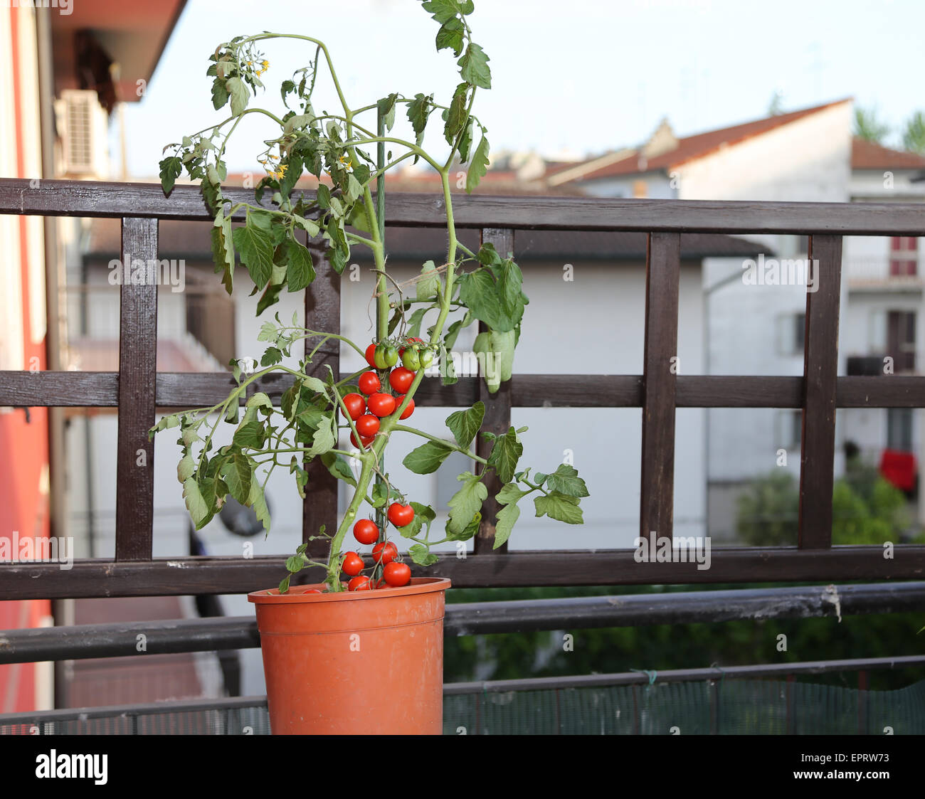 Pianta di pomodoro sulla terrazza di una casa in città Foto Stock