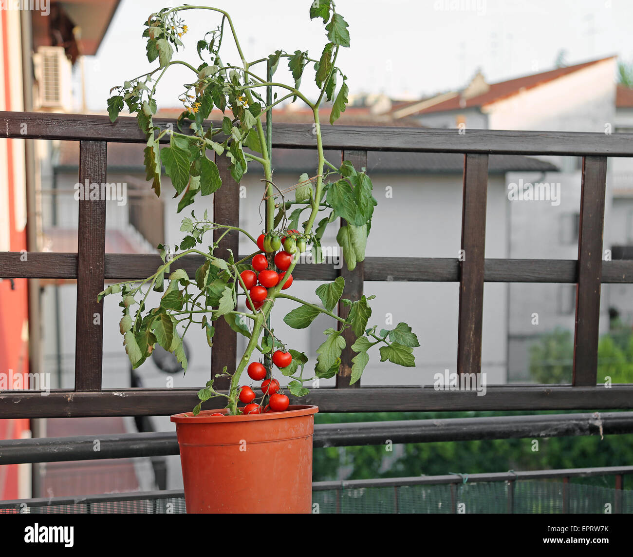 Red pianta di pomodoro sulla terrazza di una casa in città Foto Stock