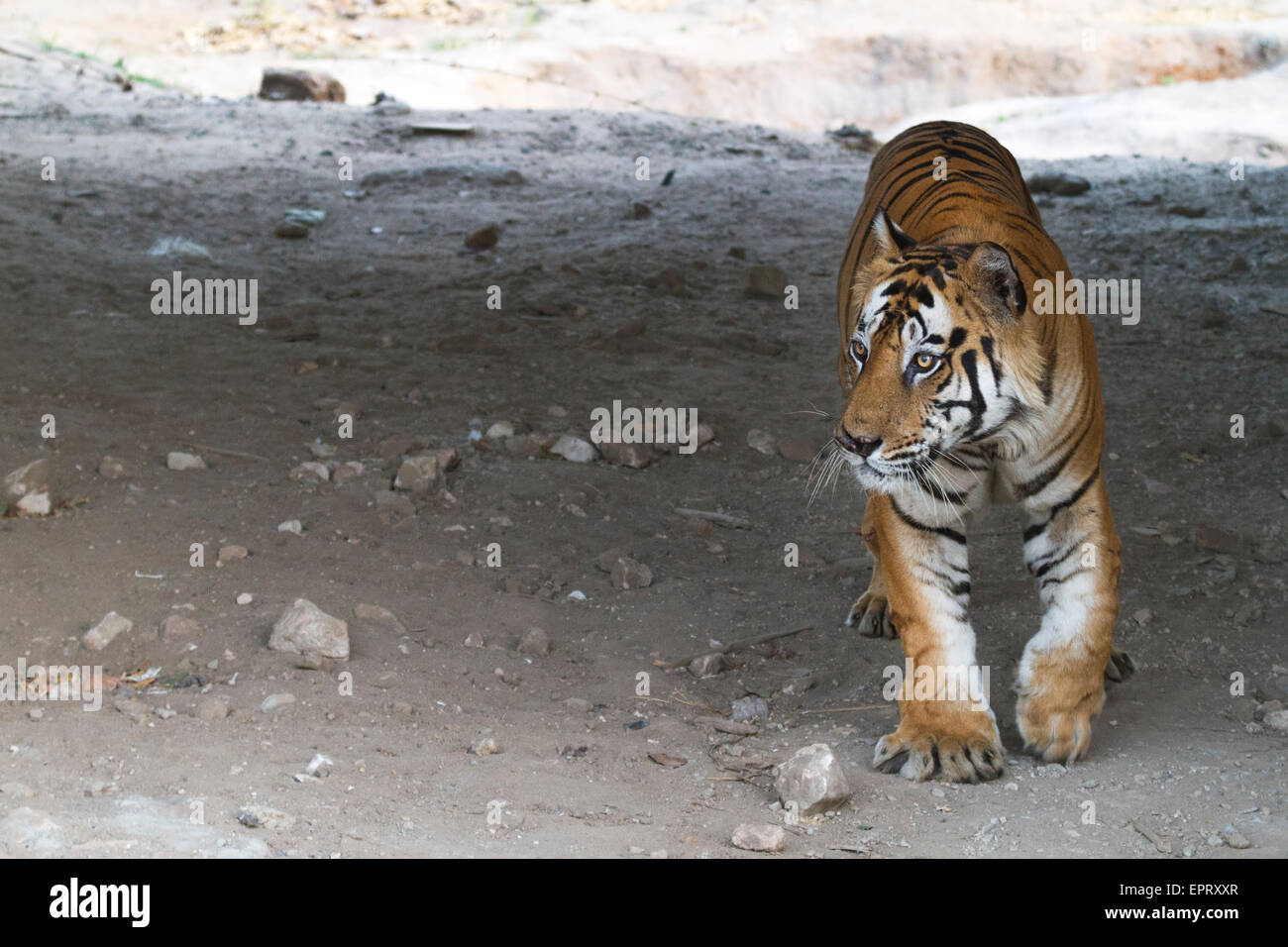 Bamera tigre maschio (Royal tigre del Bengala o Panthera Tigris Tigris) a Bandhavgarh National Park, MadhyaPradesh, India Foto Stock
