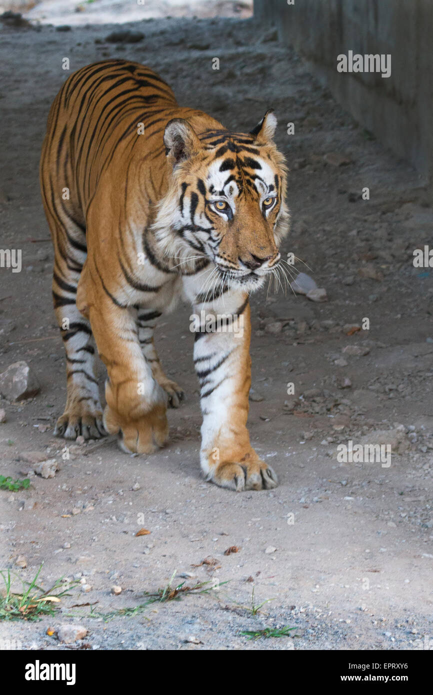 Bamera tigre maschio (Royal tigre del Bengala o Panthera Tigris Tigris) a Bandhavgarh National Park, MadhyaPradesh, India Foto Stock