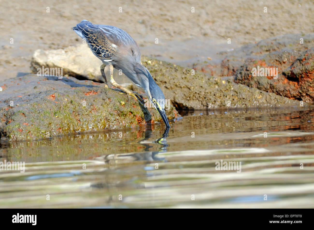 Airone striato sulla pesca di Goa in India Foto Stock