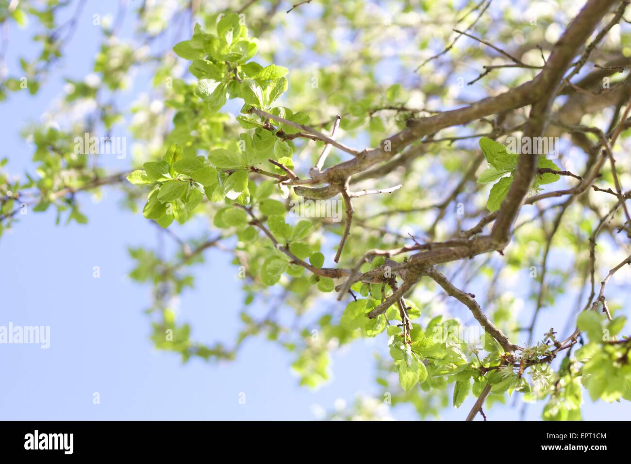 Natura bellissima foto di un albero di prugna Foto Stock