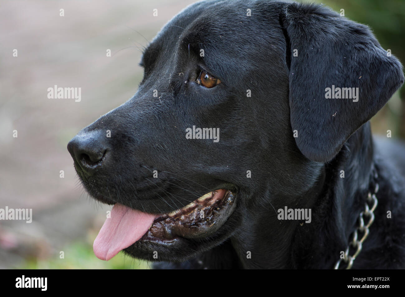 Un giovane nero labrador x rottweiler guardare qualcosa Foto Stock