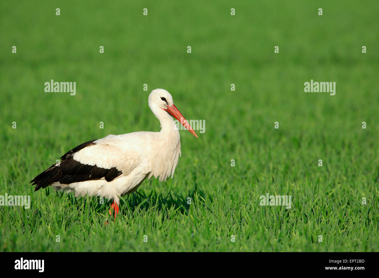 Cicogna bianca (Ciconia ciconia) in piedi in erba, Germania Foto Stock