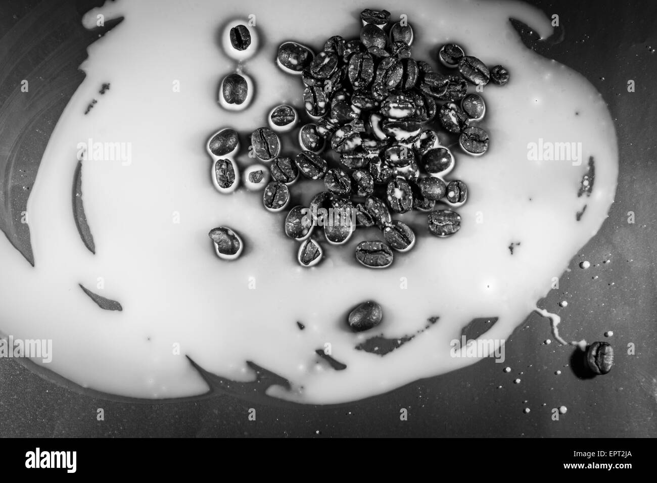 I chicchi di caffè ammollo nel latte in bianco e nero Foto Stock