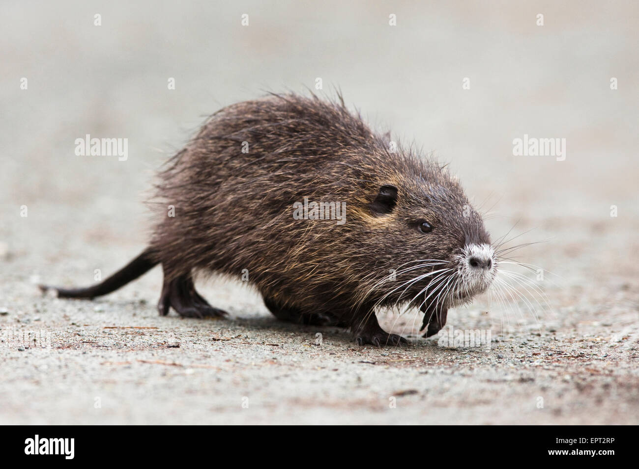 (Coypu Myocastor coypus), Germania Foto Stock