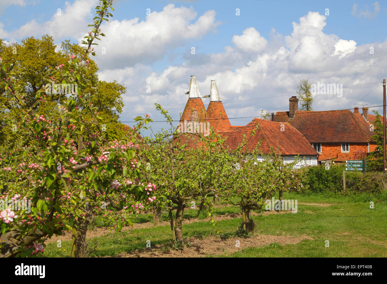 Primavera pittoresca a Kent, Apple Blossom e Oast Houses, Inghilterra, Gran Bretagna, Regno Unito. Frutteto. Tradizionale scena senza tempo della campagna primaverile del Kent. Kent Foto Stock