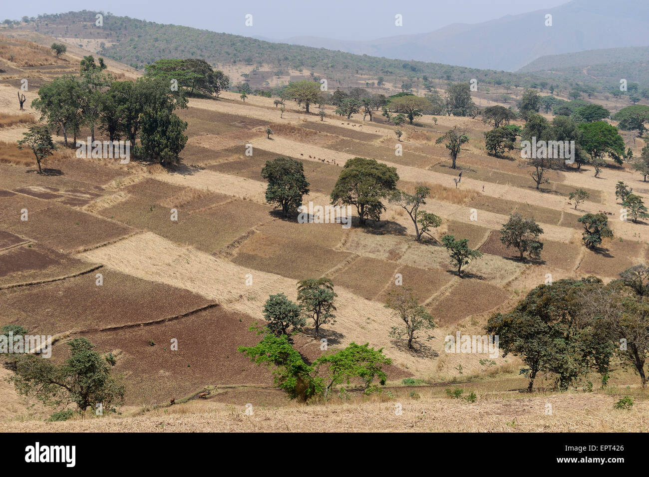 Etiopia Gambela, piccole aziende agricole in highland / AETHIOPIEN Gambela, kleinbaeuerliche Landwirtschaft im Hochland Foto Stock
