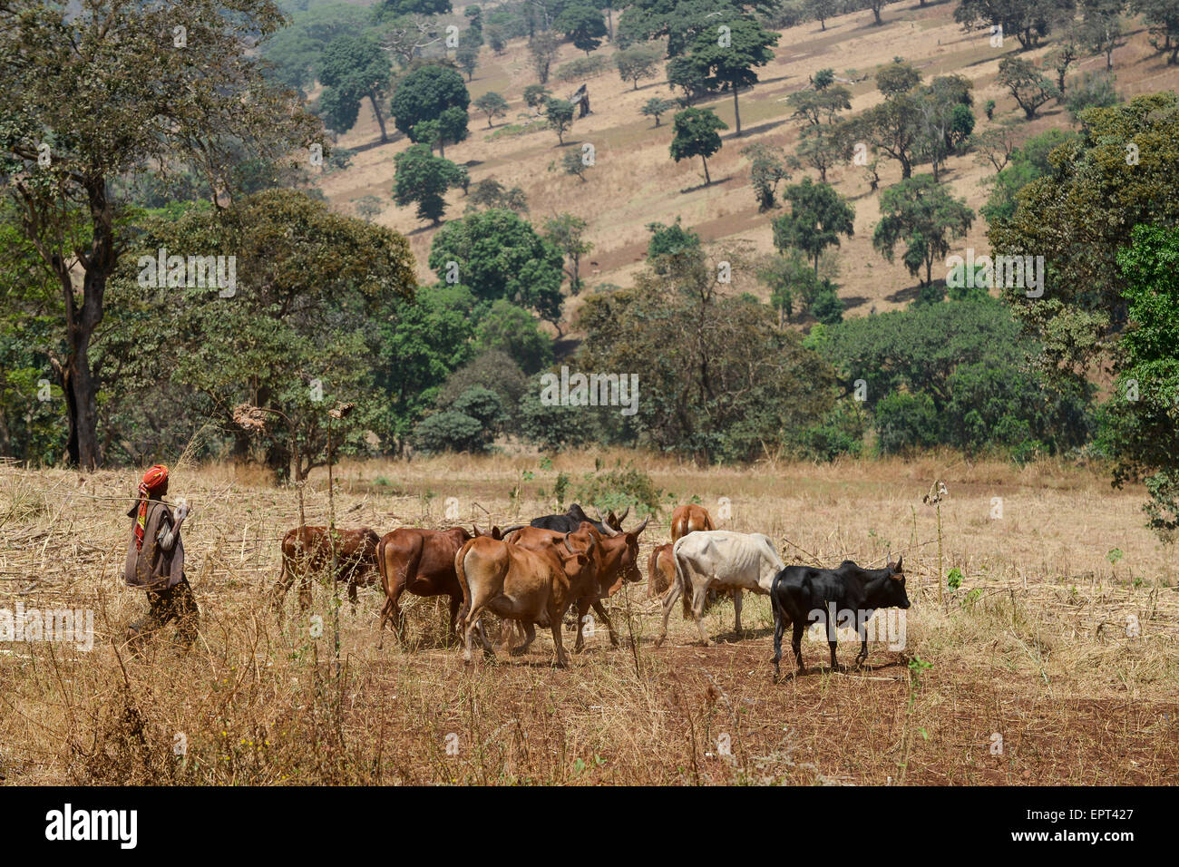 Etiopia Gambela, agricoltura, allevamento di bestiame nelle Highlands / AETHIOPIEN Gambela, kleinbaeuerliche Landwirtschaft, Viehzucht Hochland im Foto Stock