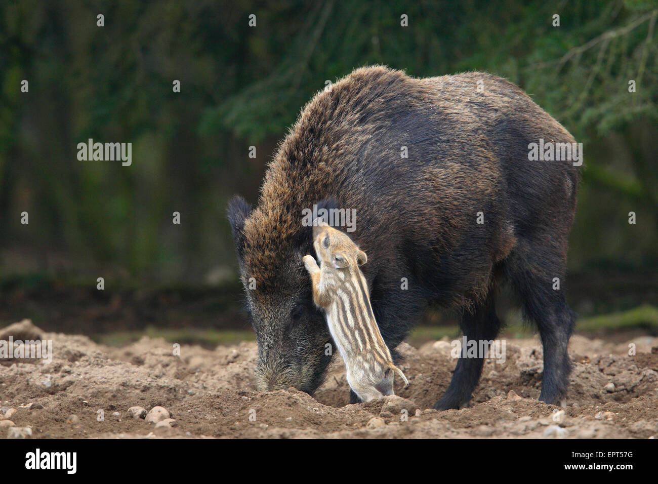 Il cinghiale (Sus scrofa), madre con i giovani, Germania Foto Stock