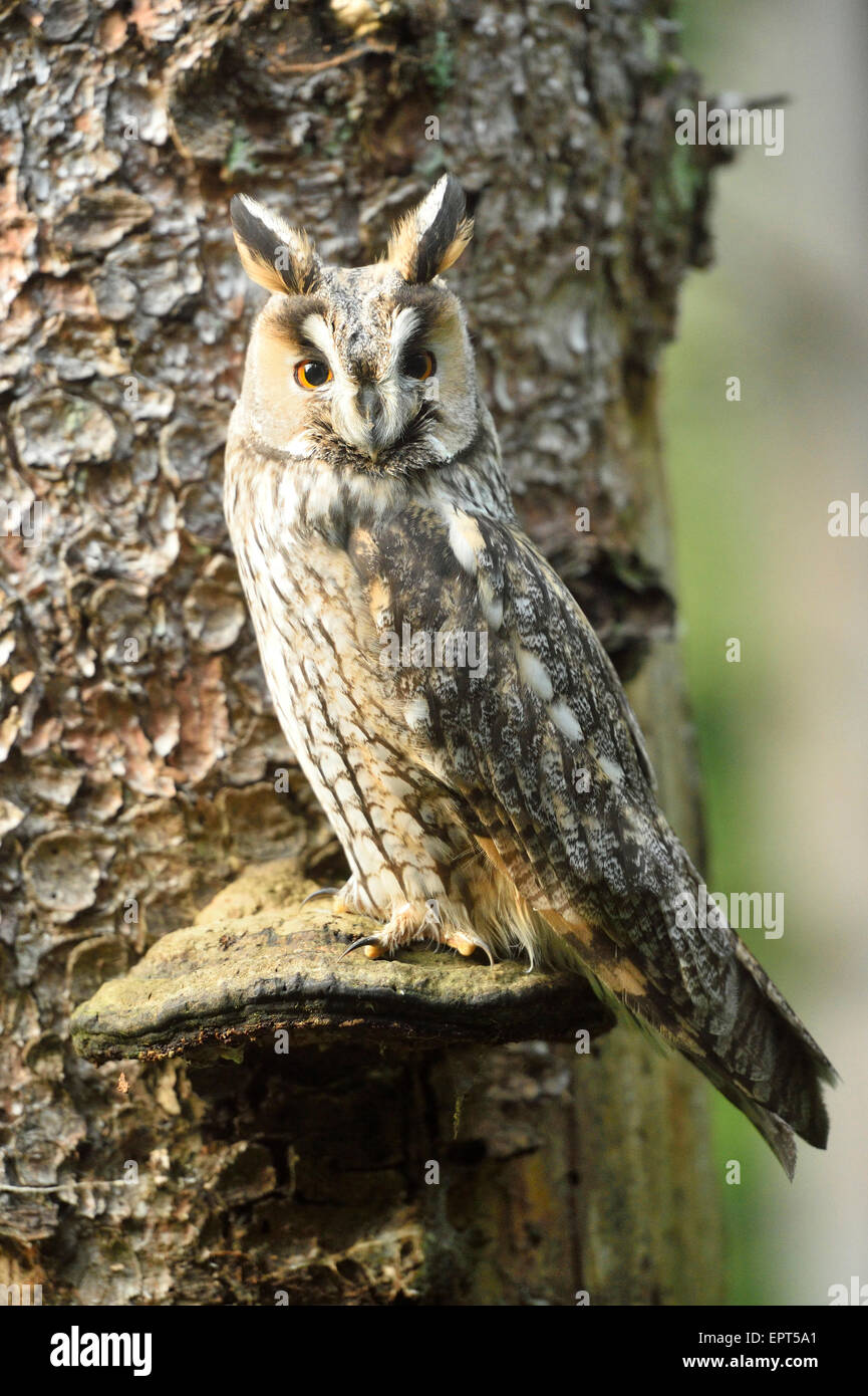 Gufo comune (Asio otus) su un fungo che cresce su un tronco di albero in autunno, il Parco Nazionale della Foresta Bavarese, Baviera, Germania Foto Stock