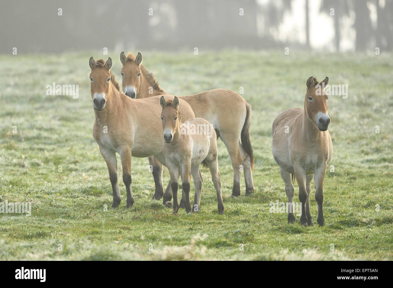 Gruppo di Przewalski cavalli (Equus ferus przewalskii) sul prato in autunno, il Parco Nazionale della Foresta Bavarese, Baviera, Germania Foto Stock