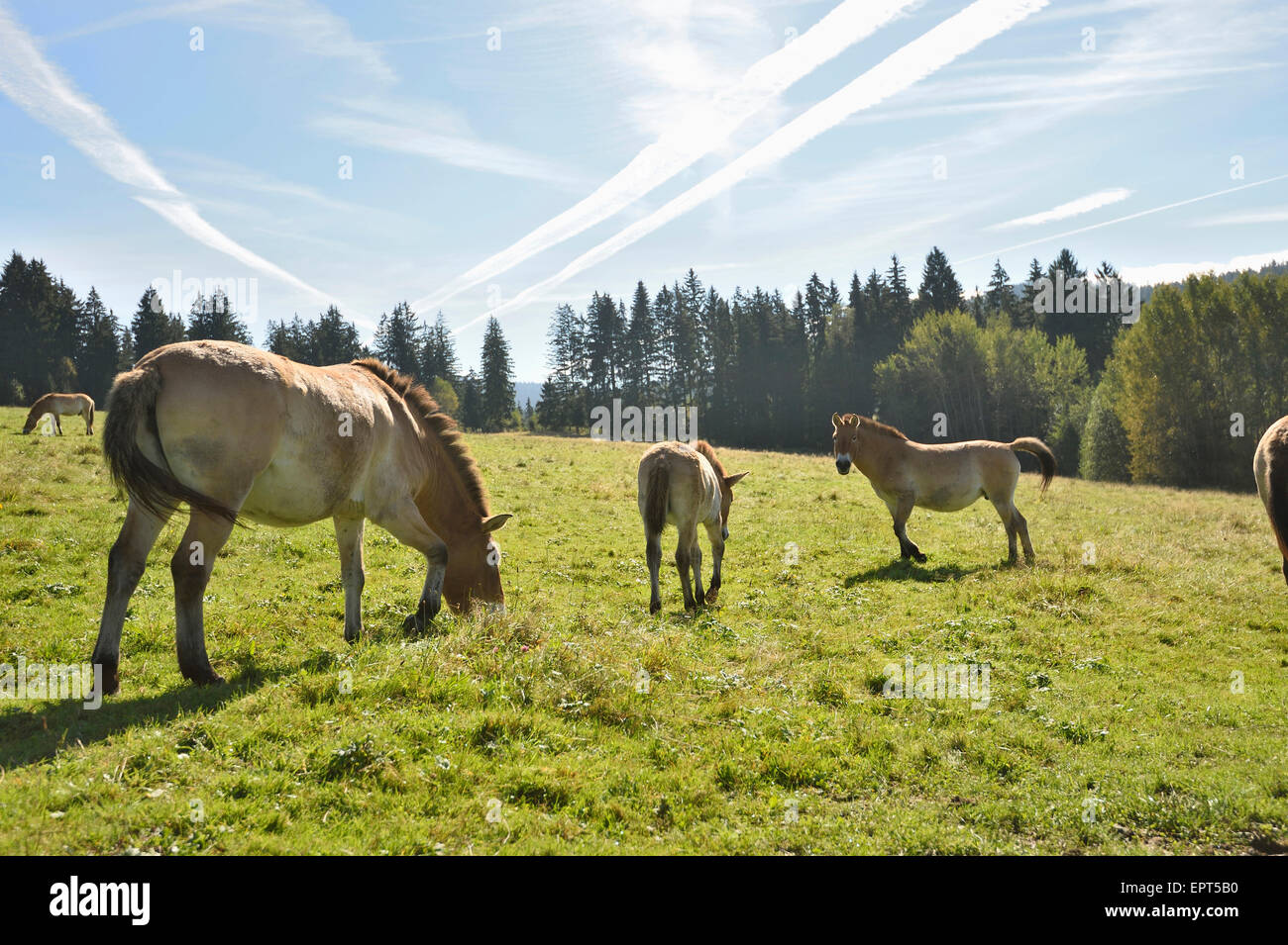 Gruppo di Przewalski cavalli (Equus ferus przewalskii) sul prato in autunno, il Parco Nazionale della Foresta Bavarese, Baviera, Germania Foto Stock
