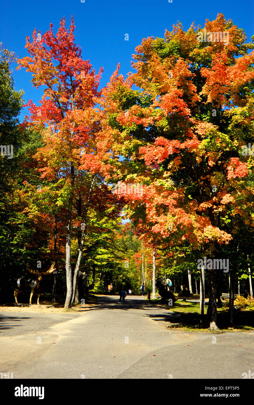 Colorato fogliame di autunno Canyon Sainte Anne Park vicino a Quebec City Foto Stock