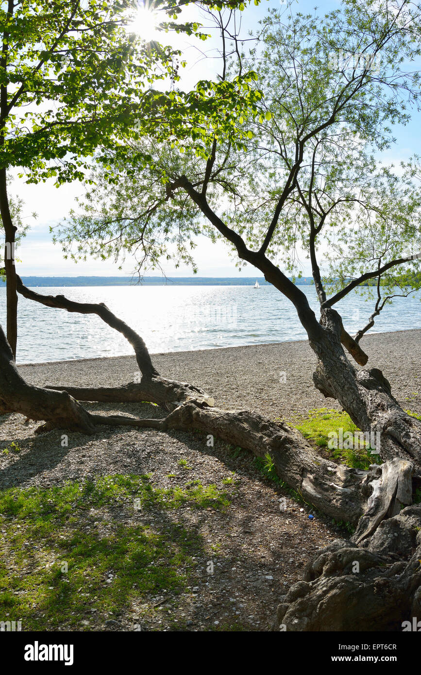Spiaggia sul lago con albero giacente sul terreno, Herrsching am Ammersee, Lago Ammersee, Fuenfseenland, Alta Baviera, Baviera, Germania Foto Stock