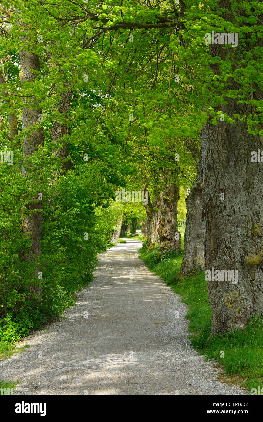 Sentiero Lungolago con alberi, Stegona am Ammersee, Lago Ammersee, Fuenfseenland, Alta Baviera, Baviera, Germania Foto Stock