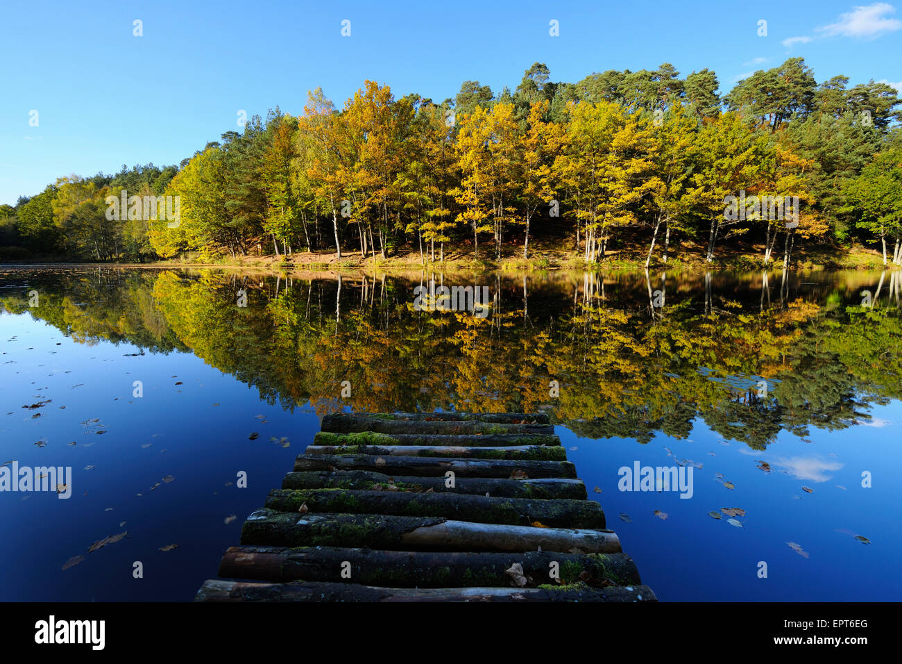 Il lago con l'autunno alberi colorati e pontile in legno, Stuedenbach, Eppenbrunn, Pfaelzerwald, Renania-Palatinato, Germania Foto Stock