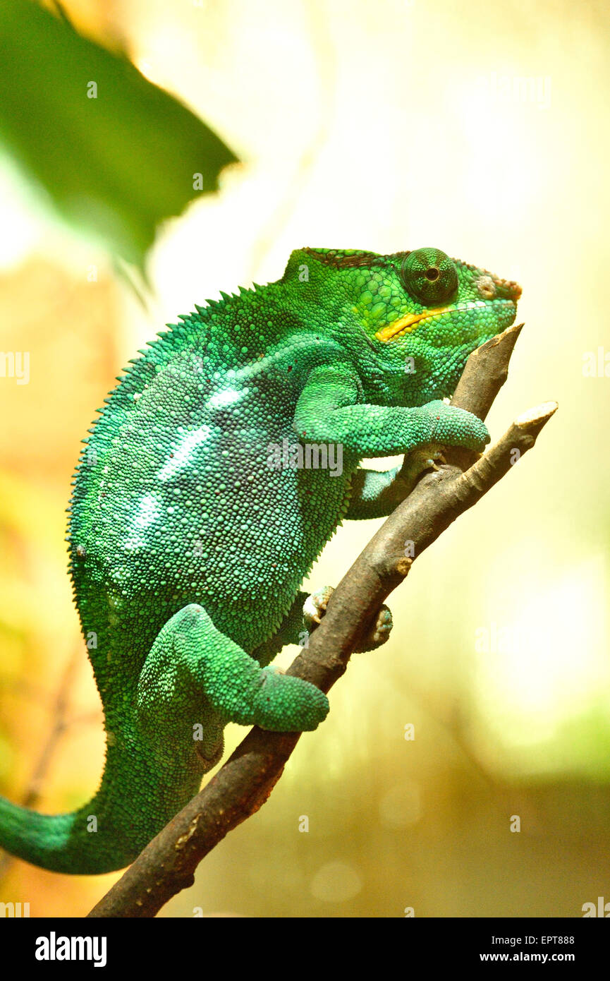 Close-up di una pantera chameleon (Furcifer pardalis) in un terrario, Baviera, Germania Foto Stock