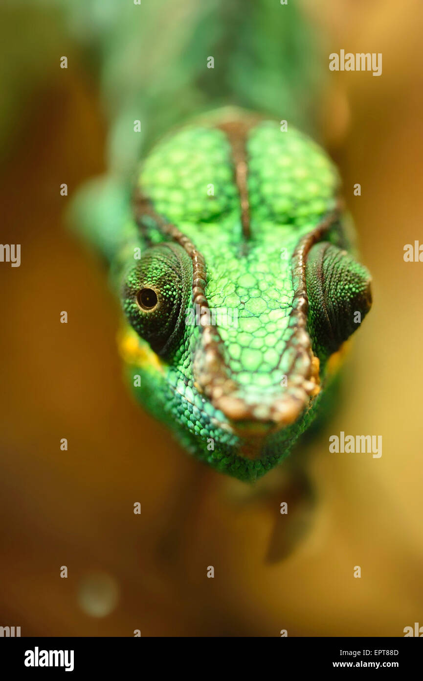 Ritratto di una pantera chameleon (Furcifer pardalis) in un terrario, Baviera, Germania Foto Stock