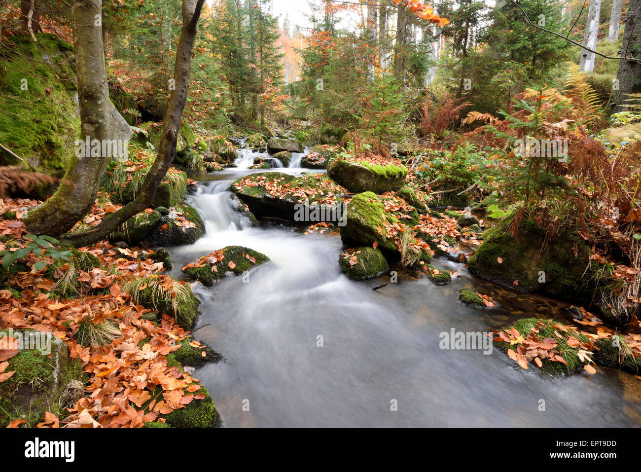 Il paesaggio di un fiume (Kleine ohe) fluente attraverso il bosco in autunno, il Parco Nazionale della Foresta Bavarese, Baviera, Germania Foto Stock