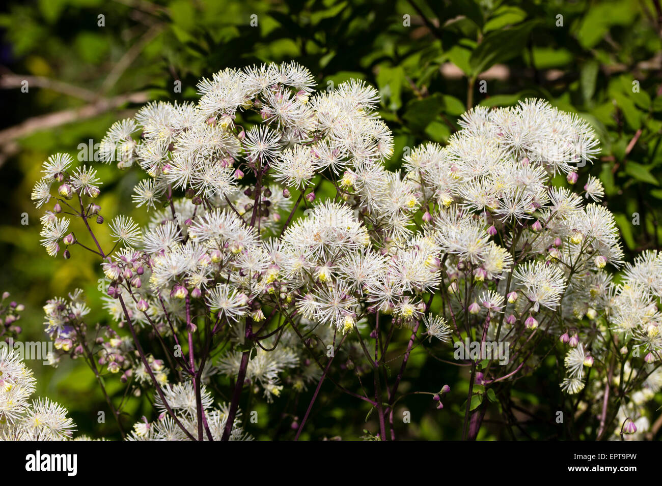 Powderpuff fiori del modulo bianco di prato rue, Thalictrum aquilegiifolium album Foto Stock