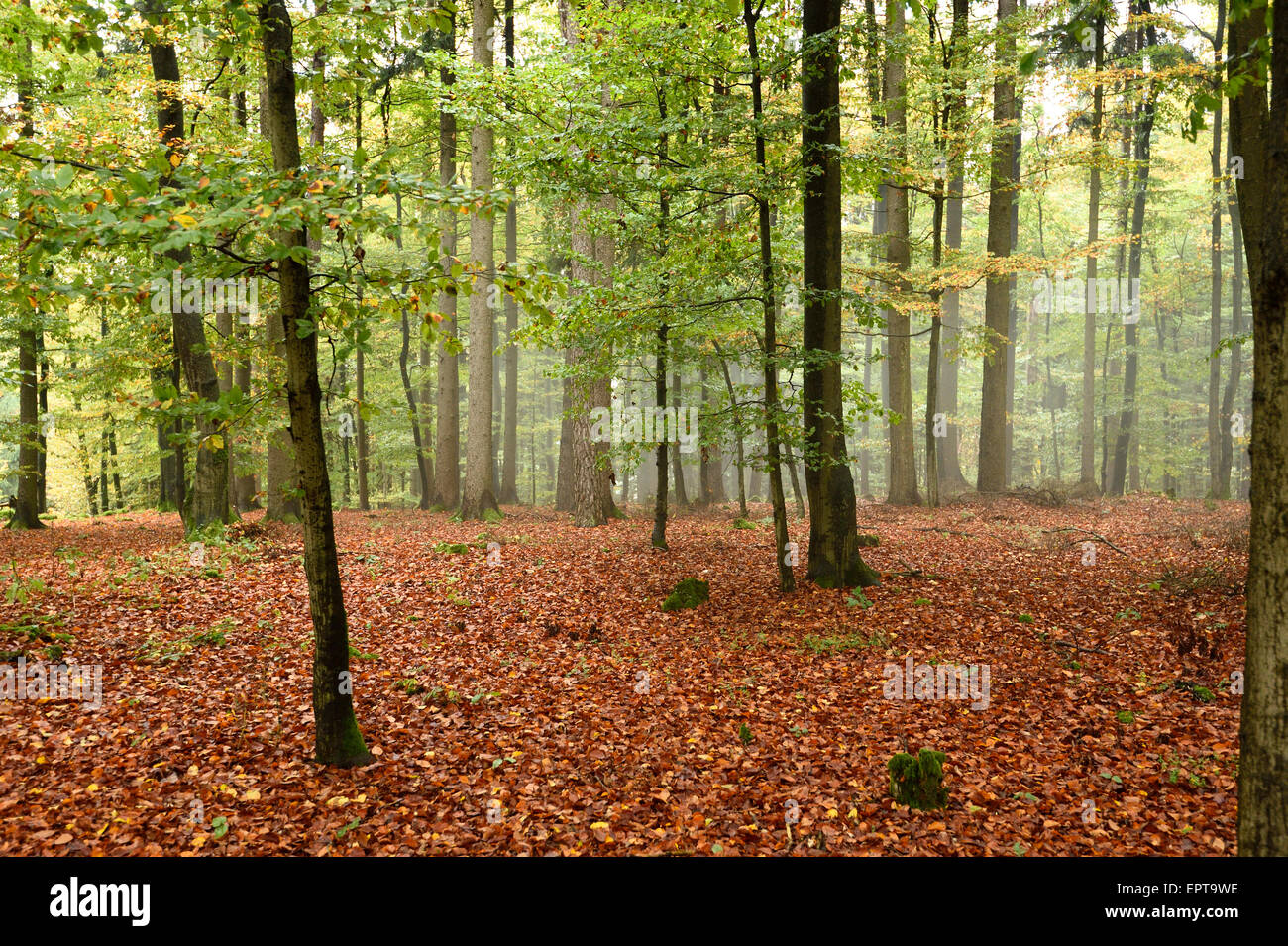 Il paesaggio di un Europeo faggio (Fagus sylvatica) foresta in autunno, Alto Palatinato, Baviera, Germania Foto Stock