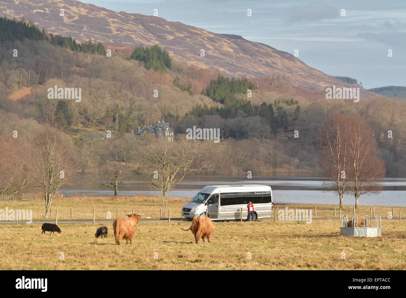 Turista femminile prendendo le foto di Highland Bovini Da Loch Achray nel Trossachs, Scotland, Regno Unito Foto Stock