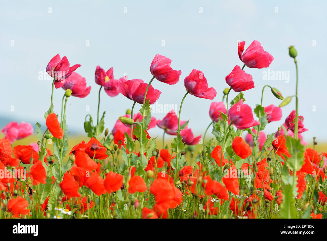 Il Papavero (Papaver somniferum) e mais di papavero (Papaver rhoeas), Hoher Meissner, Werra Meissner distretto, Hesse, Germania Foto Stock