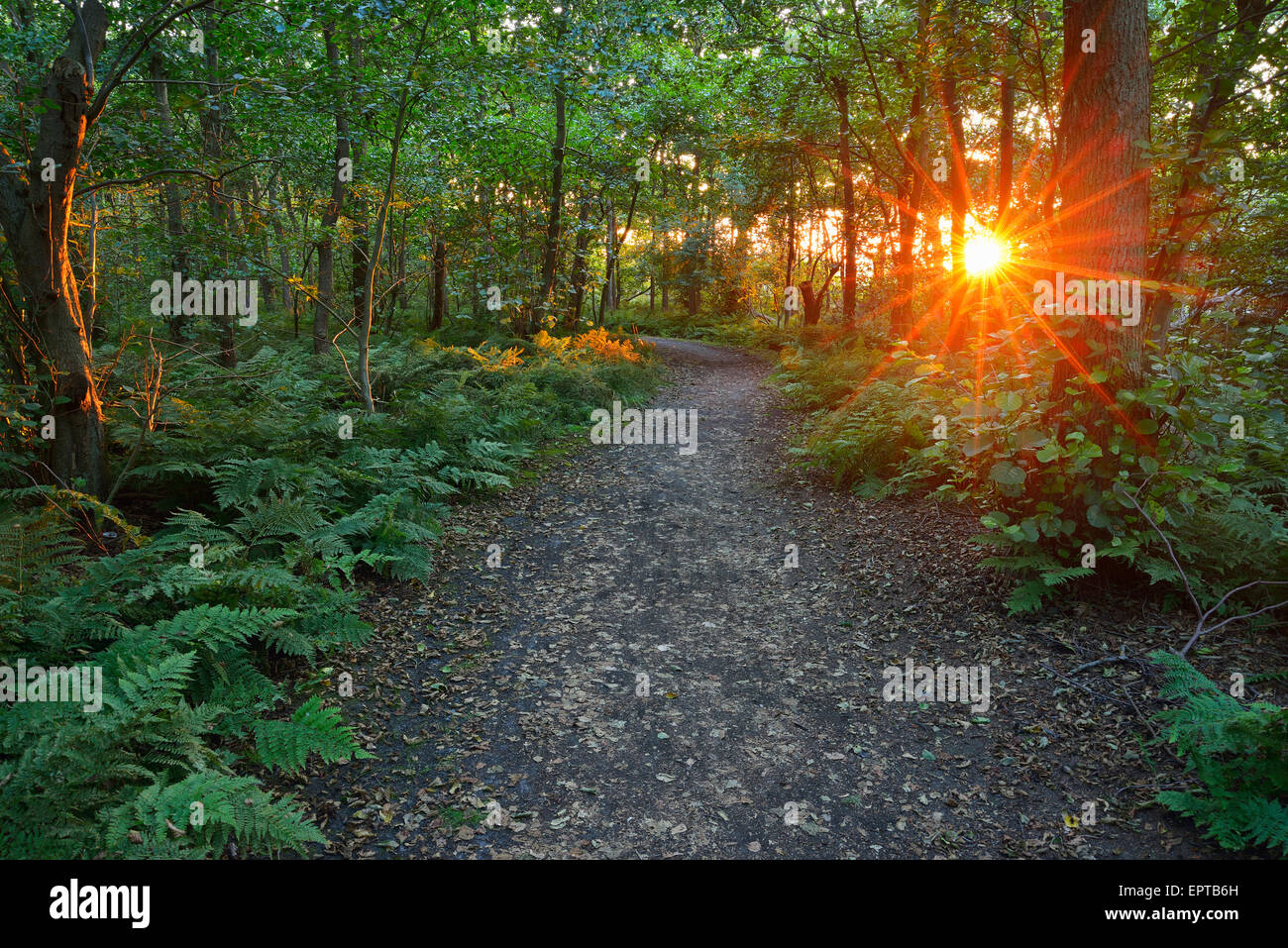 Percorso di foresta al tramonto, estate, Norderney, Frisia orientale, Isola del Mare del Nord, Bassa Sassonia, Germania Foto Stock