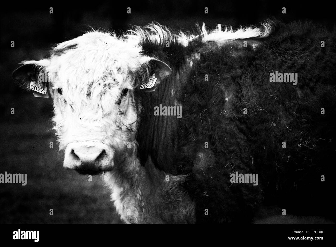 Hereford bull nei Paesi Bassi in bianco e nero, close up Foto Stock