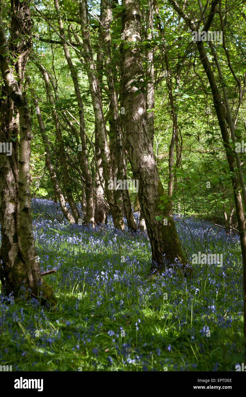 Alberi di betulla e inglese bluebells, Hyacinthoides non scripta Foto Stock