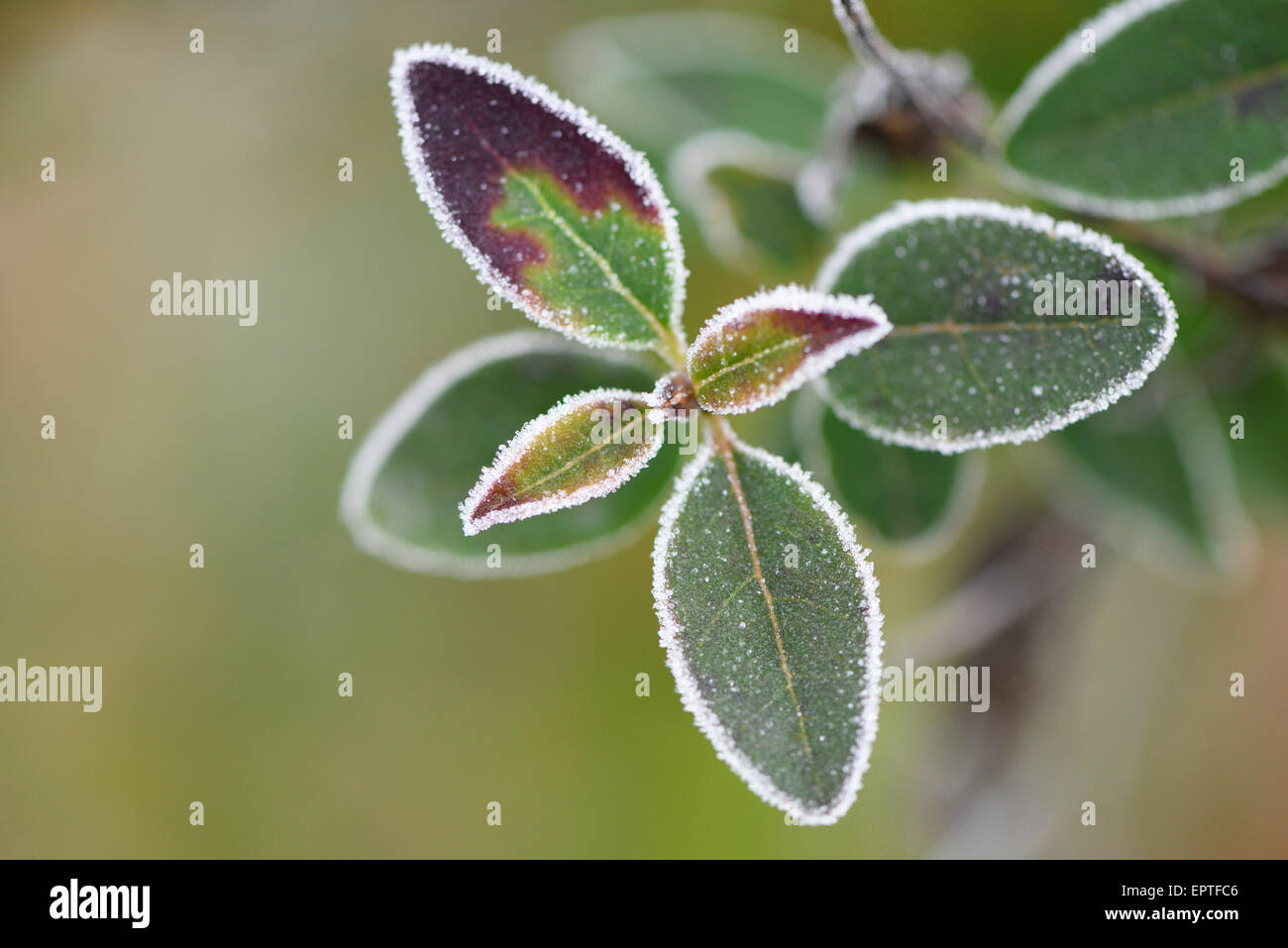 Close-up di comune ligustro (Ligustrum vulgare) foglie in inverno, Alto Palatinato, Baviera, Germania Foto Stock