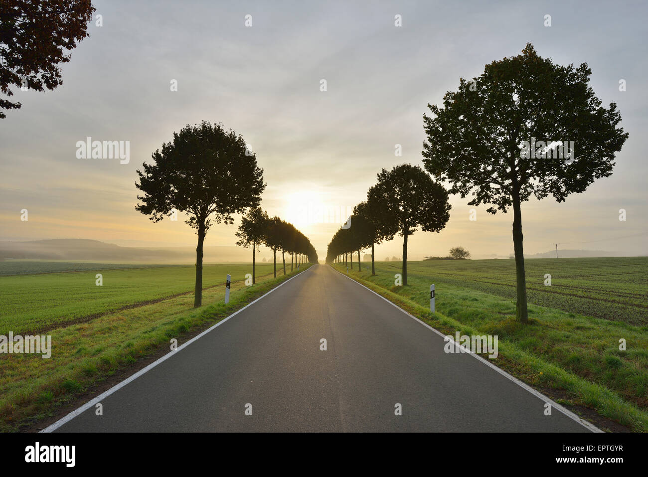 Strada di campagna con albero Allee in mattina, Himmighofen, Rhein-Lahn-Kreis, Renania-Palatinato, Germania Foto Stock