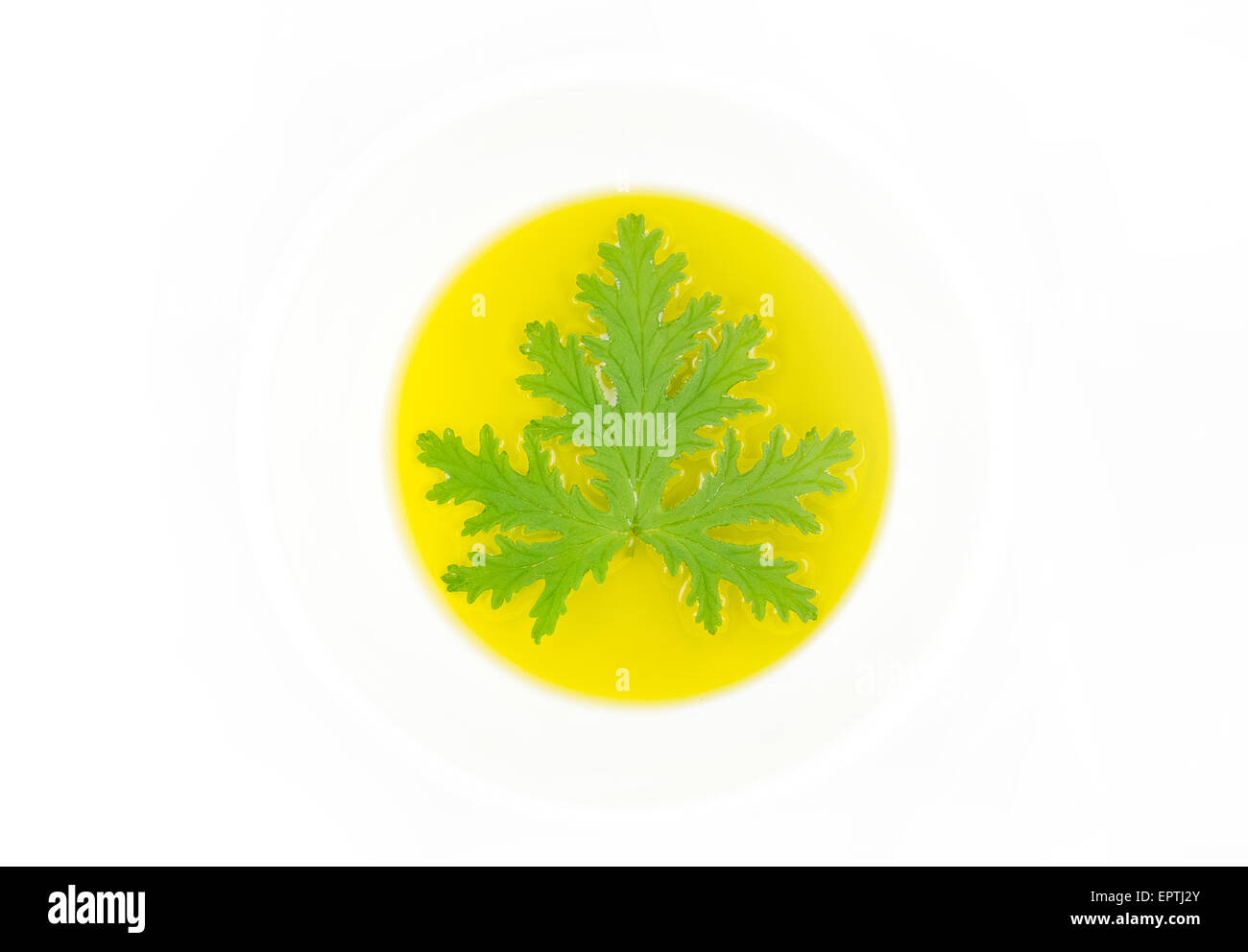 Un impianto di citronella foglia poggiante in olio per preparare in casa repellenti per zanzare Foto Stock Un impianto di citronella foglia poggiante in olio per preparare in casa repellenti per zanzare Foto Stock