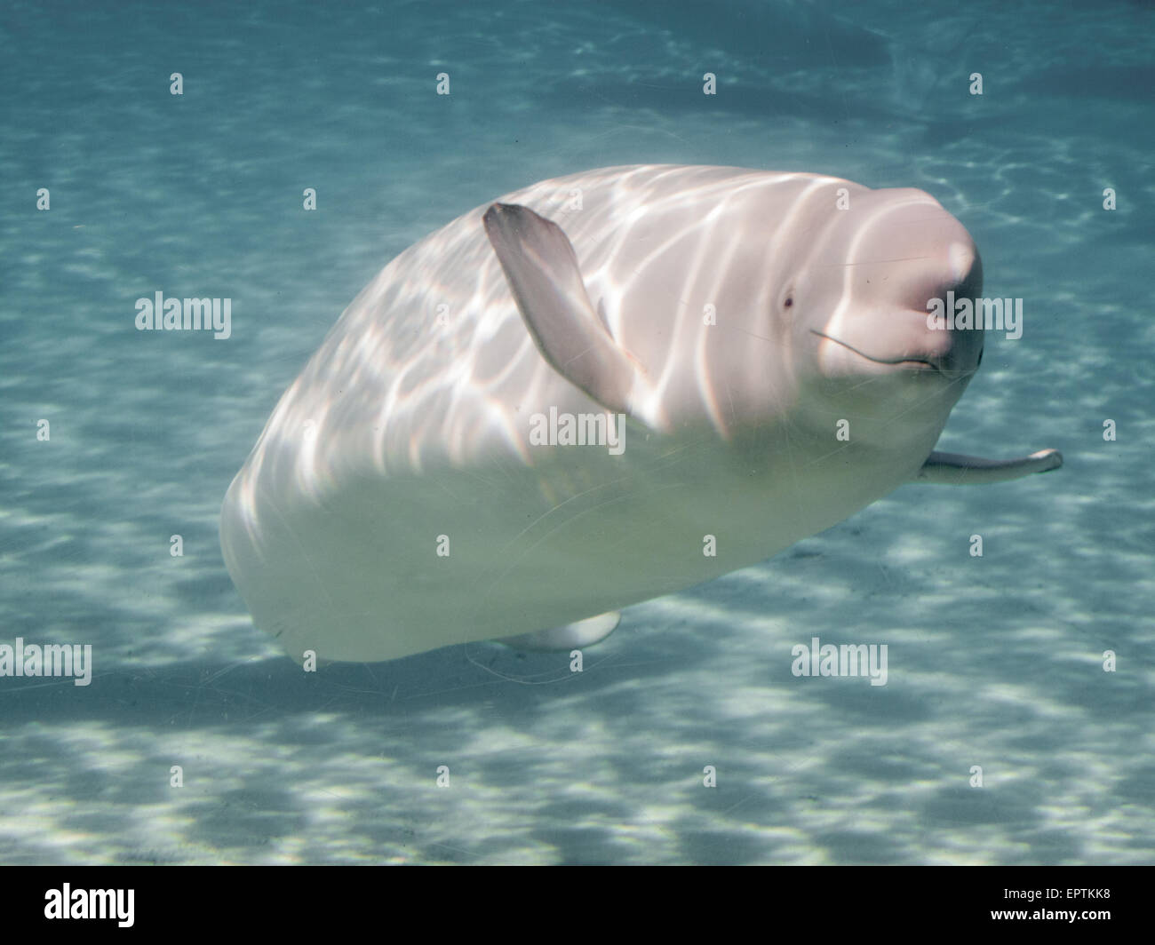 Il Beluga whale (Delphinapterus leucas) in un acquario Foto Stock