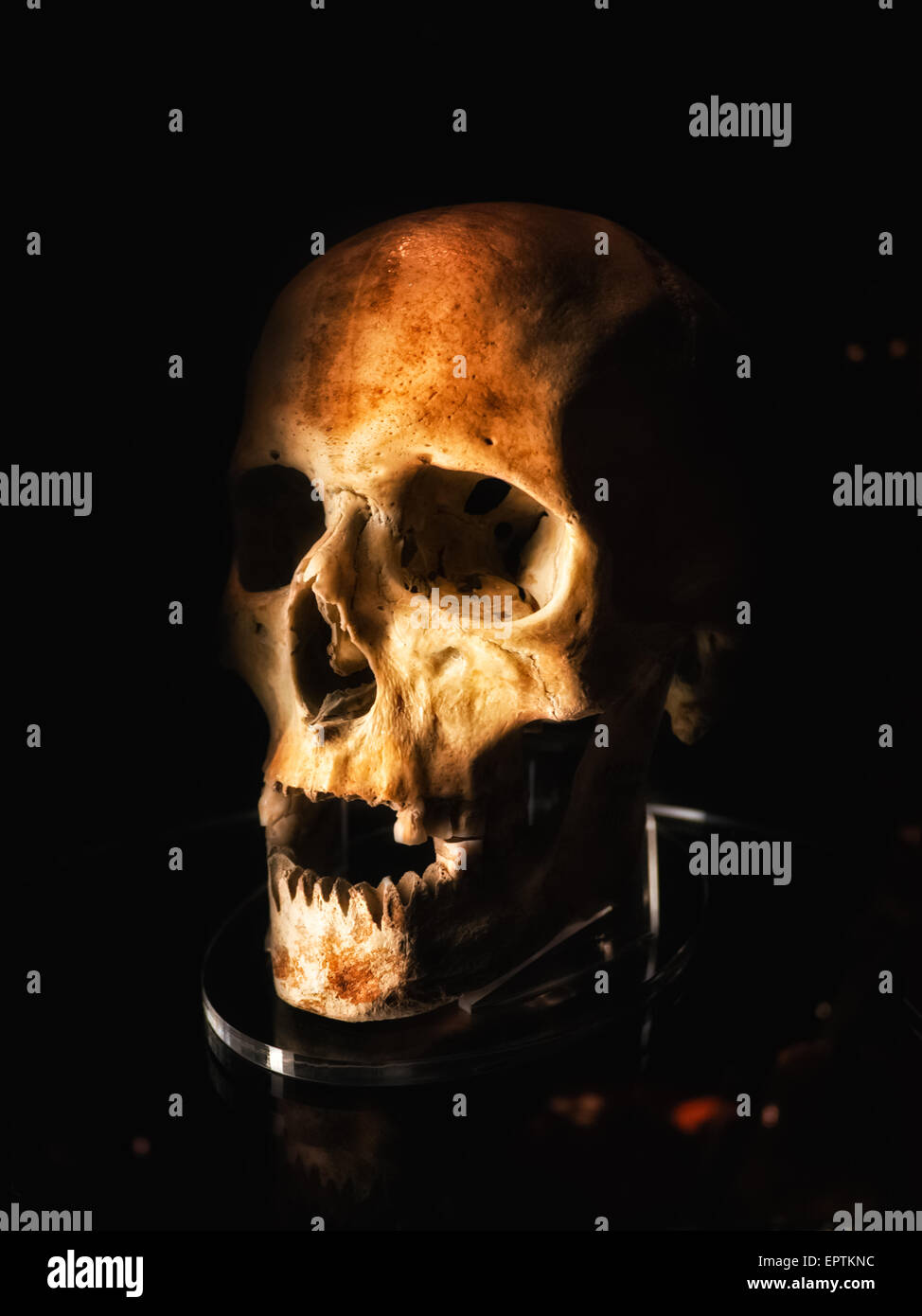 Il cranio di chef della Mary Rose vascello storico presso il Mary Rose Museum di Portsmouth Historic Dockyard, Inghilterra Foto Stock