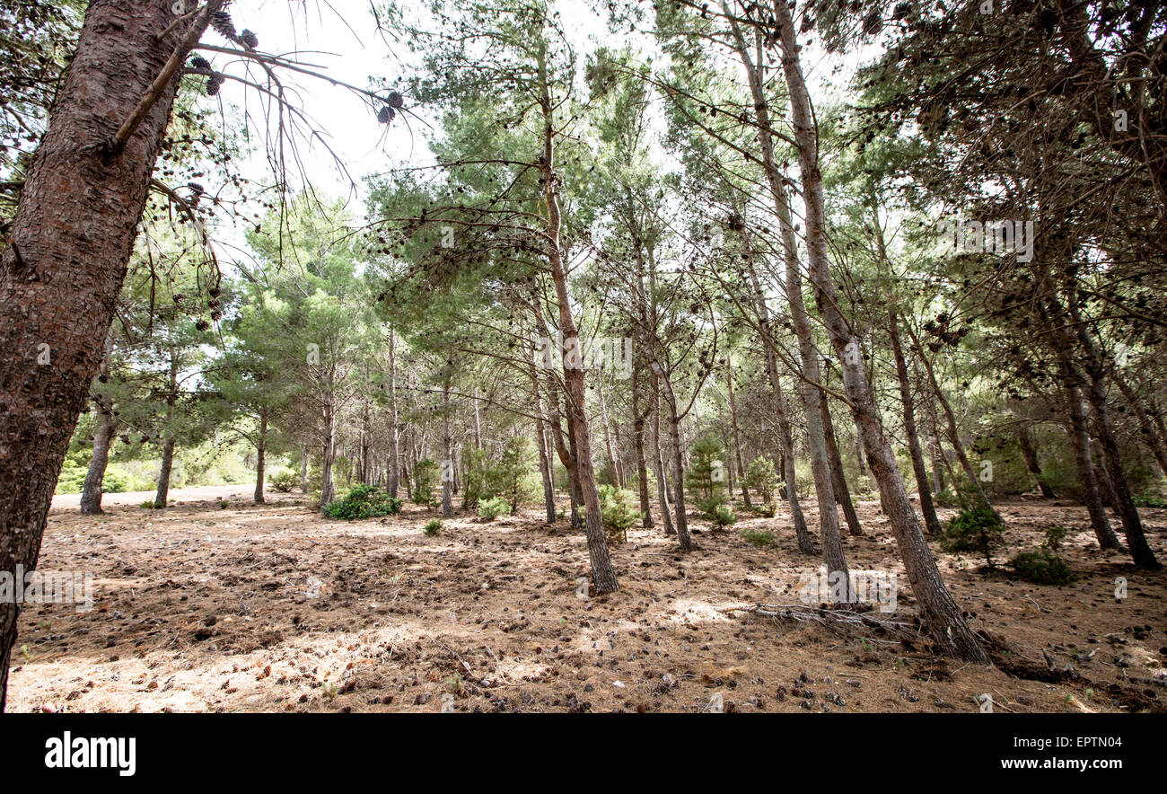Foreste di pini nel Porto Conte Parco Nazionale di Alghero Sardegna Italia Foto Stock