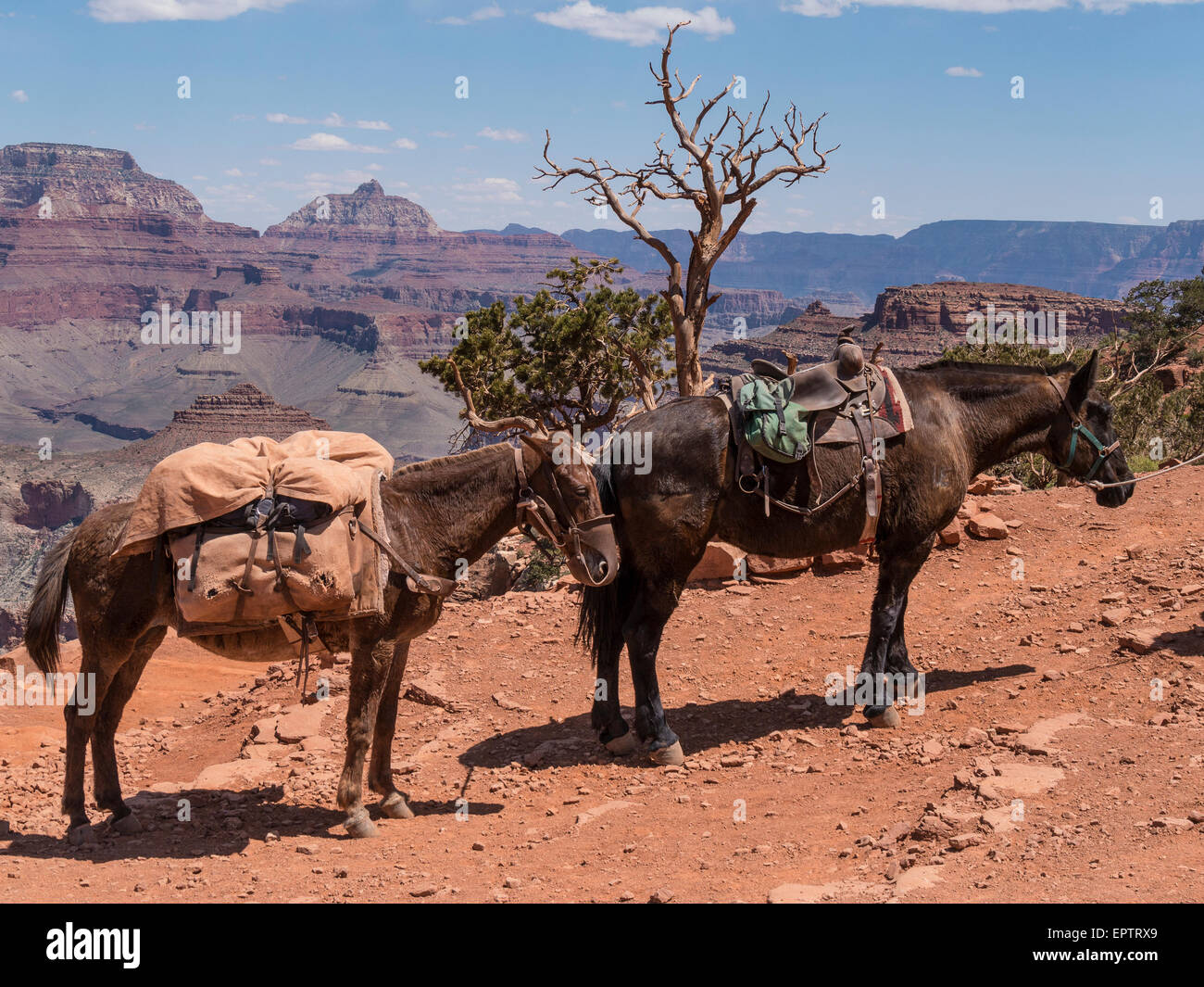 Muli, Cedar Ridge, South Kaibab Trail, South Rim, il Parco Nazionale del Grand Canyon, Arizona. Foto Stock