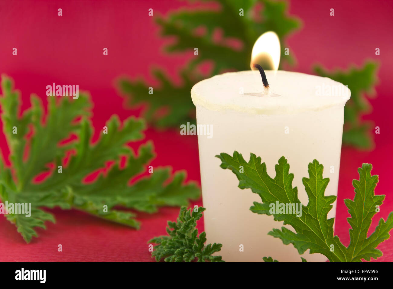 La citronella delle foglie di una pianta con una candela di citronella, no zanzare Foto Stock La citronella delle foglie di una pianta con una candela di citronella, no zanzare Foto Stock