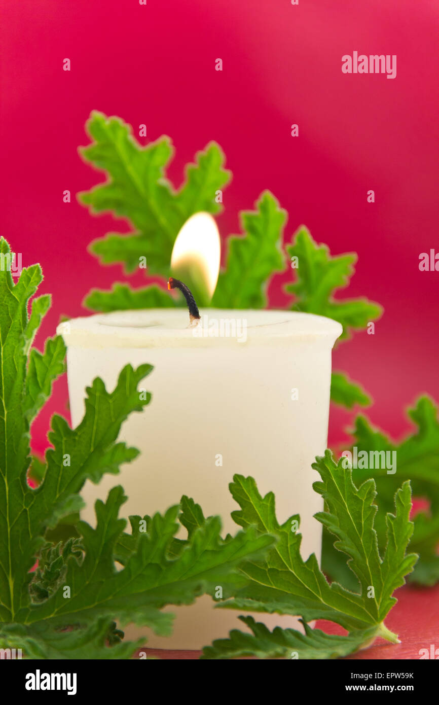 La citronella delle foglie di una pianta con una candela di citronella, no zanzare Foto Stock La citronella delle foglie di una pianta con una candela di citronella, no zanzare Foto Stock