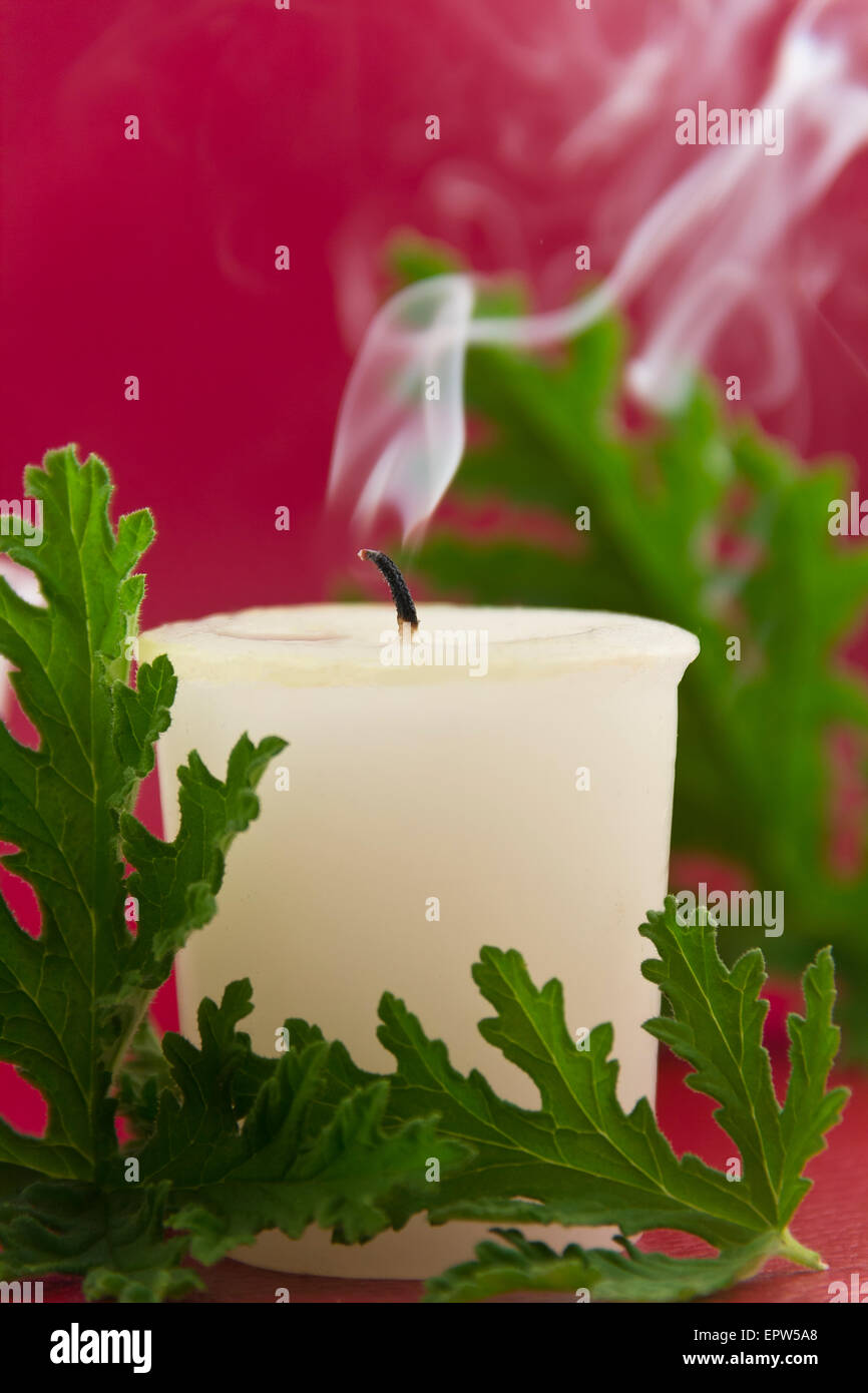 La citronella delle foglie di una pianta con una candela di citronella, no zanzare Foto Stock La citronella delle foglie di una pianta con una candela di citronella, no zanzare Foto Stock