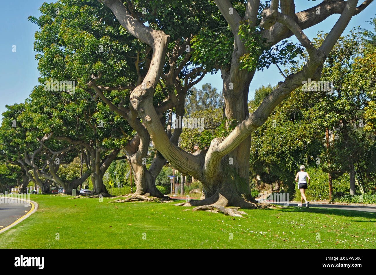 Santa Monica, California, San Vicente Blvd. mediano, alberi di corallo,  runner Foto stock - Alamy