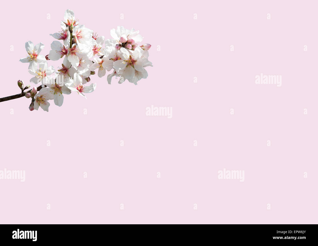 Almond blossom closeup su sfondo rosa. Foto Stock