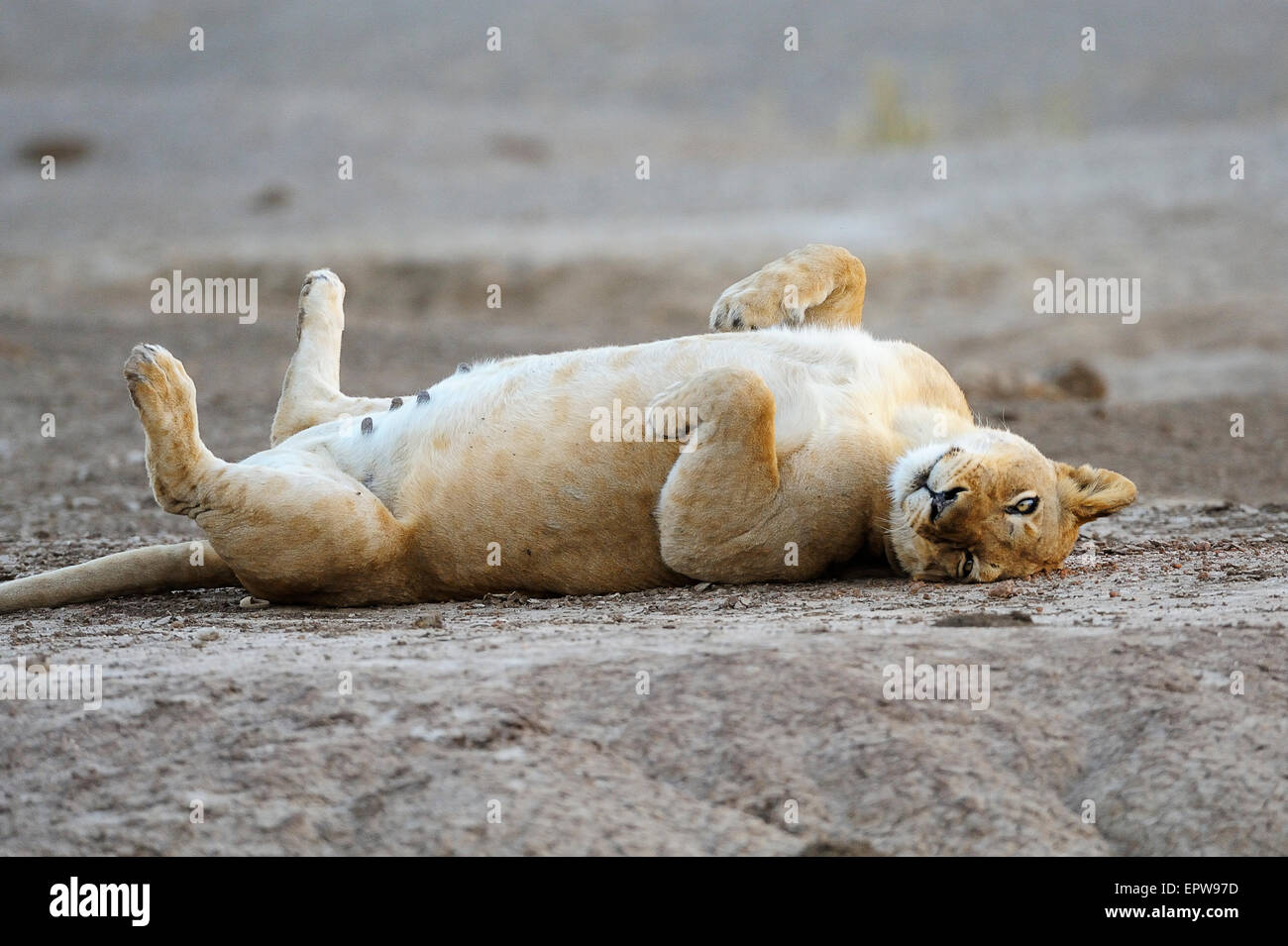 Leonessa (Panthera leo) sdraiata sulla schiena, Lower Zambezi National Park, Zambia Foto Stock
