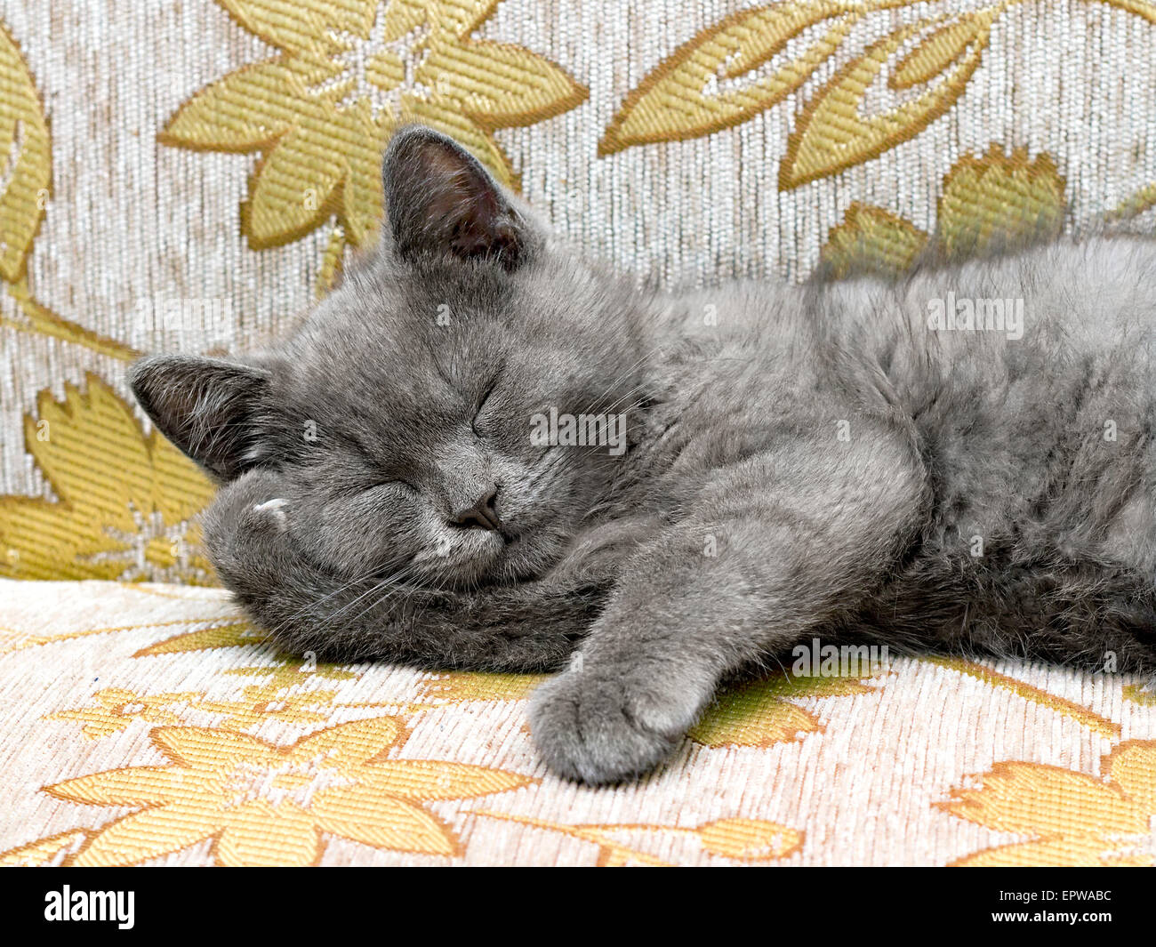 Razza britannica gattino fumoso-colore grigio dorme sul divano Foto Stock