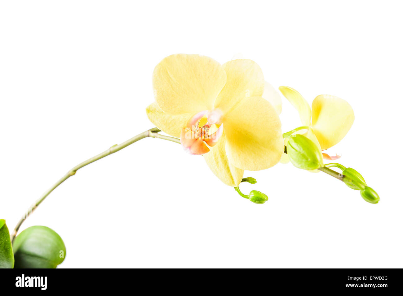 Orchidea gialla fiore Foto Stock