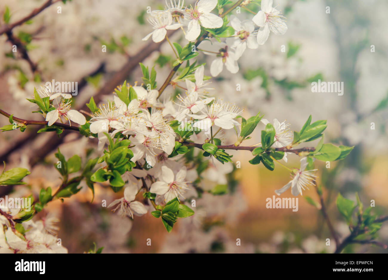 Albero della sorgente Foto Stock