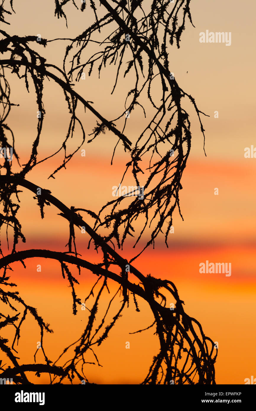 Cielo di tramonto e silhouette di albero Foto Stock