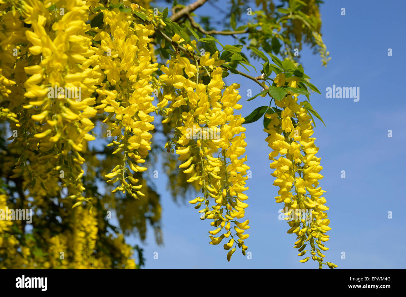 Di colore giallo brillante e fiori di un albero il Maggiociondolo (spesso chiamato catena d'oro/pioggia), un comune albero ornamentale in giardini inglesi. Foto Stock