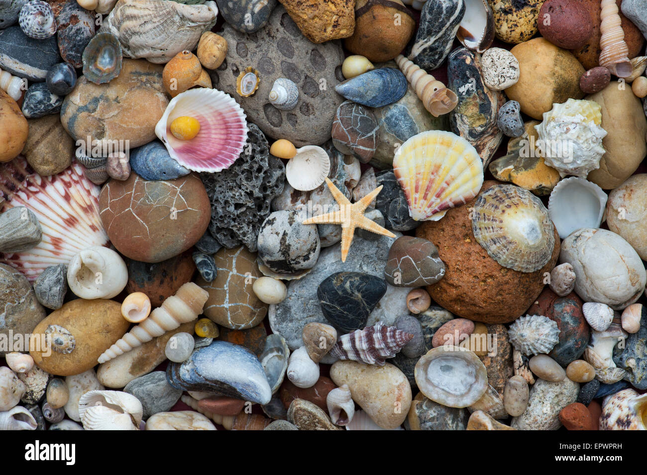 Ciotoli, conchiglie e stelle marine pattern dal di sopra. Foto Stock